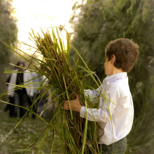 Ni&ntilde;o en el d&iacute;a del Corpus Christi, con un pu&ntilde;ado de juncia para esparcirlas al suelo.